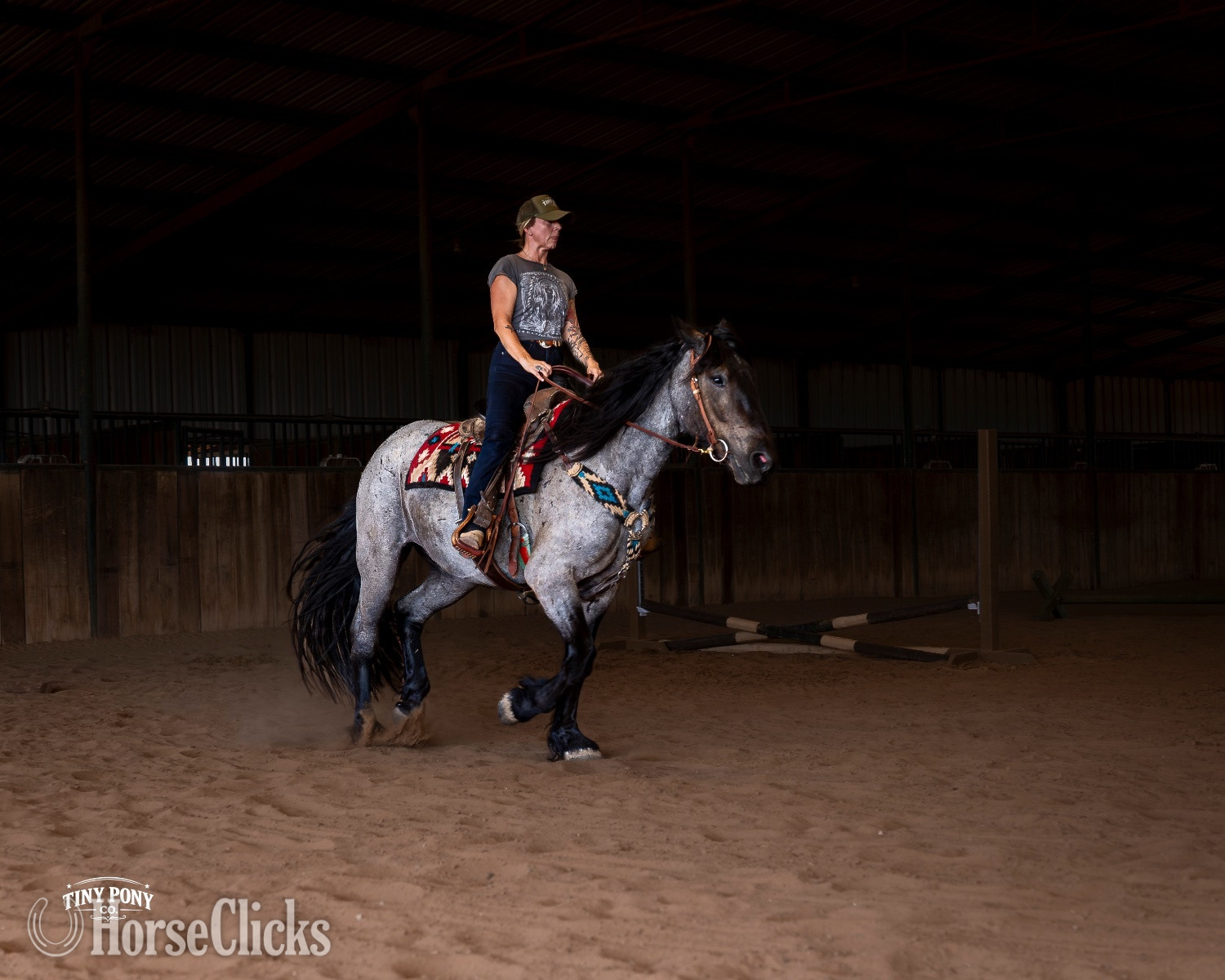 "Alder" Blue Roan Gelding Percheron - Percheron