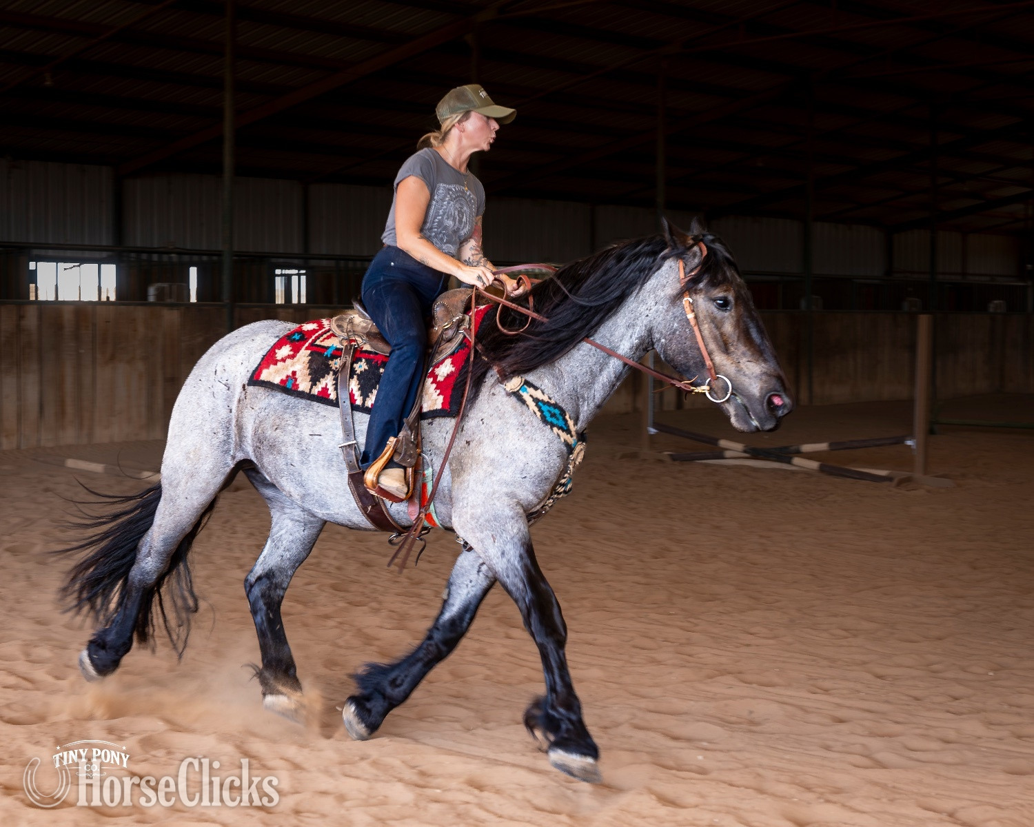 "Alder" Blue Roan Gelding Percheron Texas