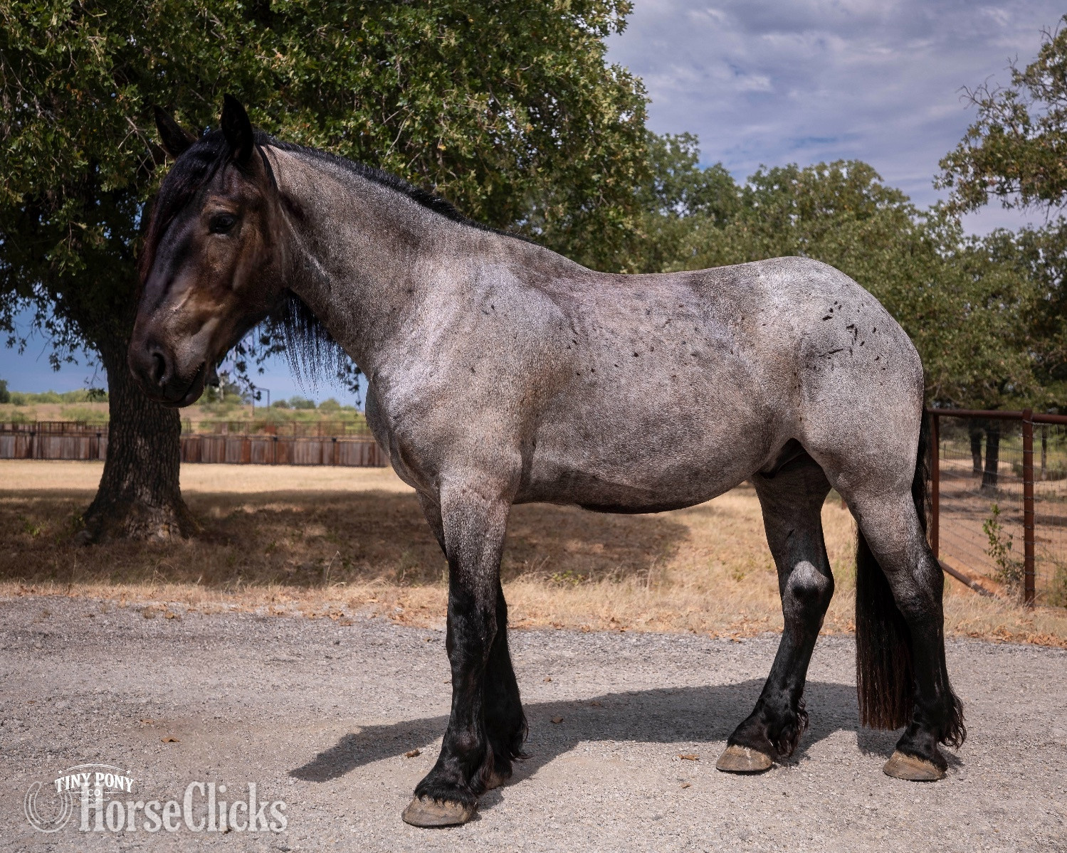Percheron - "Alder" Blue Roan Gelding Percheron in Texas