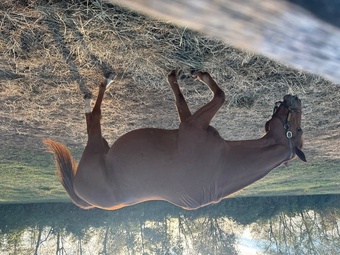 "Miss IDE " Chestnut Mare Thoroughbred