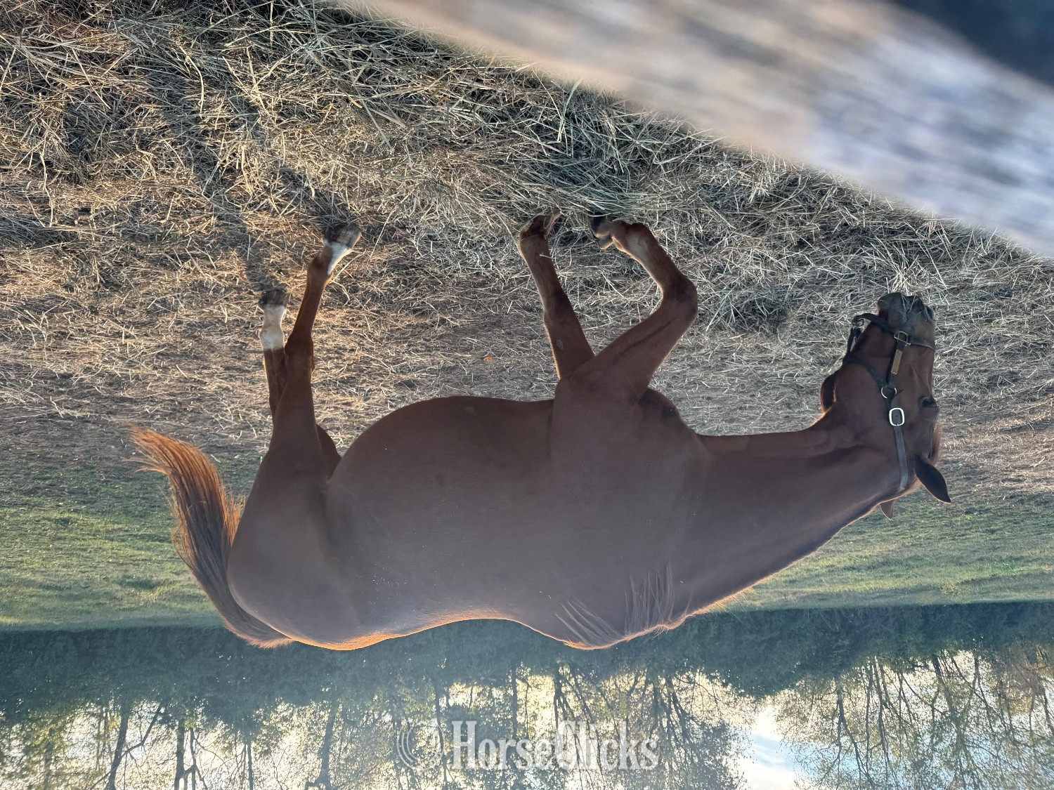 "Miss IDE " Chestnut Mare Thoroughbred in Kentucky