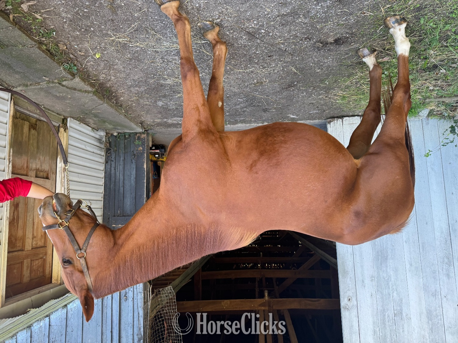 "Miss IDE " Chestnut Mare Thoroughbred
