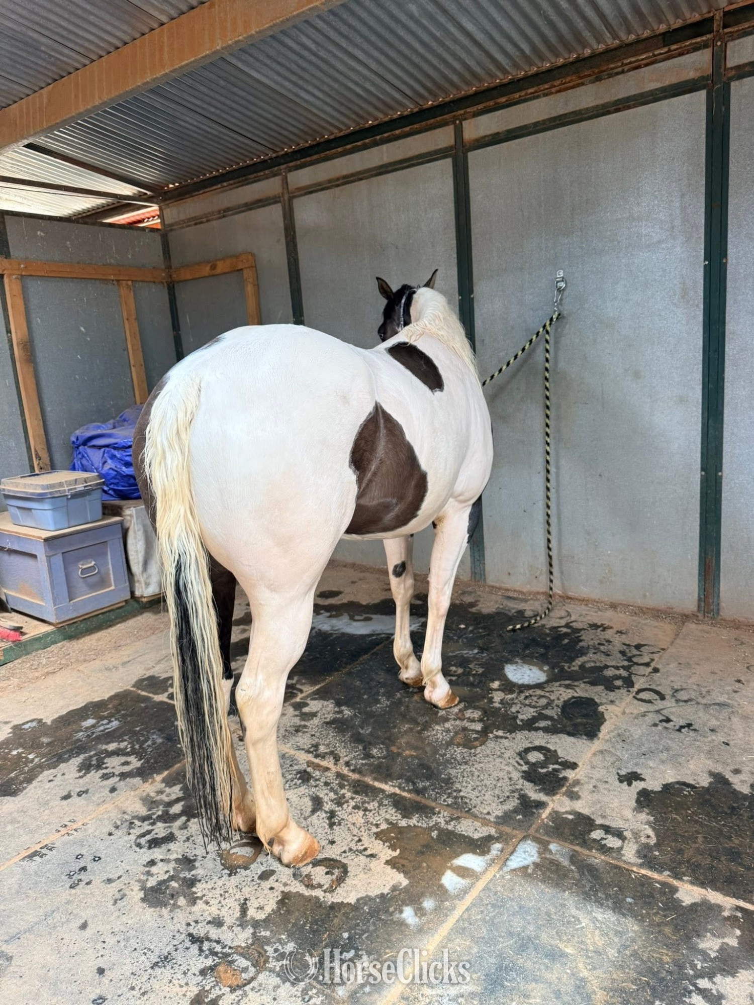 "Espq dun fancy" Grullo Mare Paint in Arizona