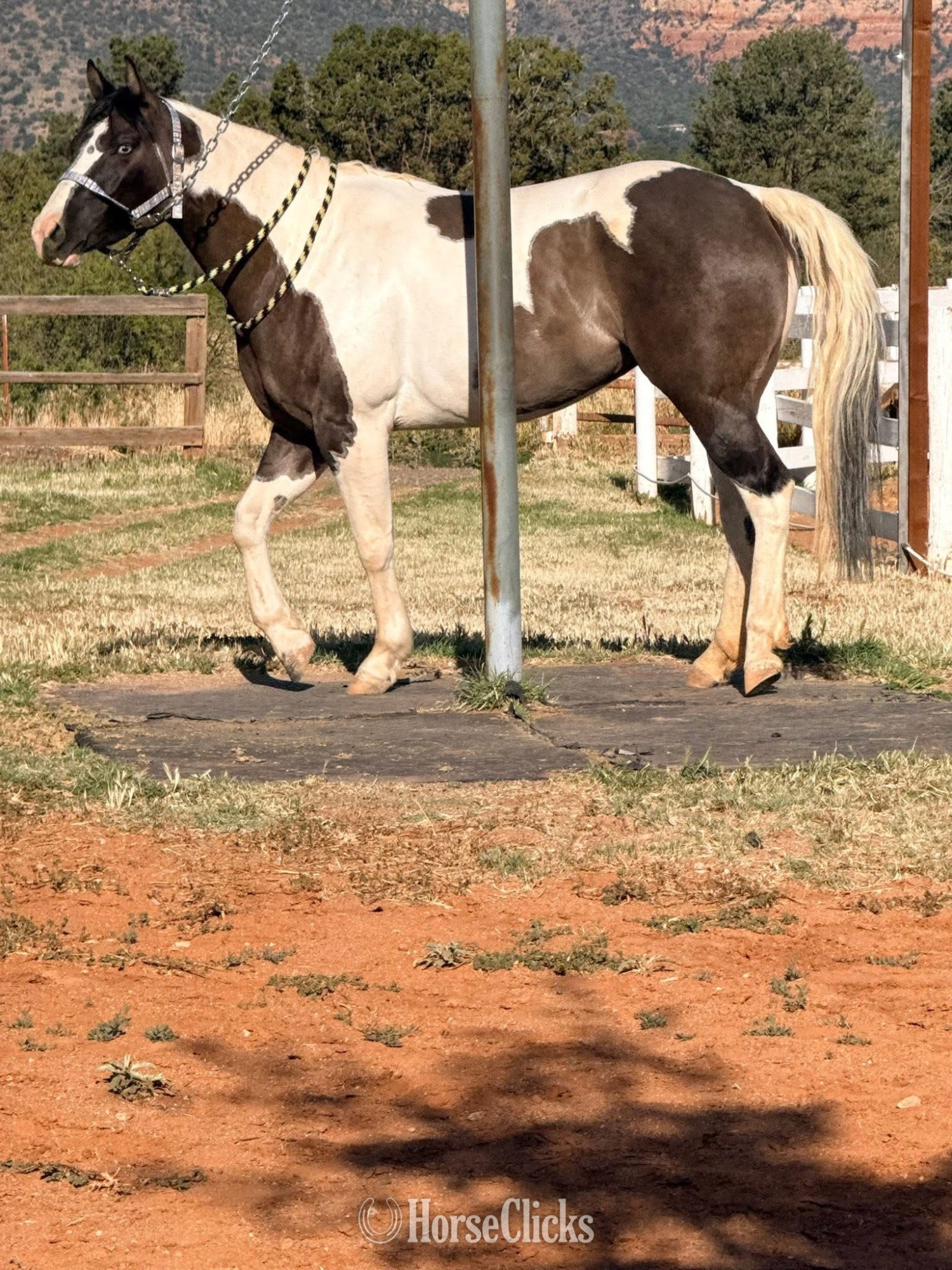 "Espq dun fancy" Grullo Mare Paint