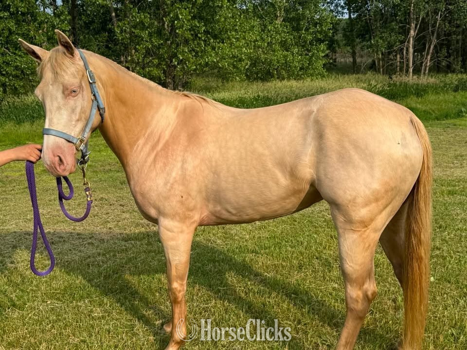 "DASH BLUE CASH (Luna)" Cremello Mare Quarter Horse