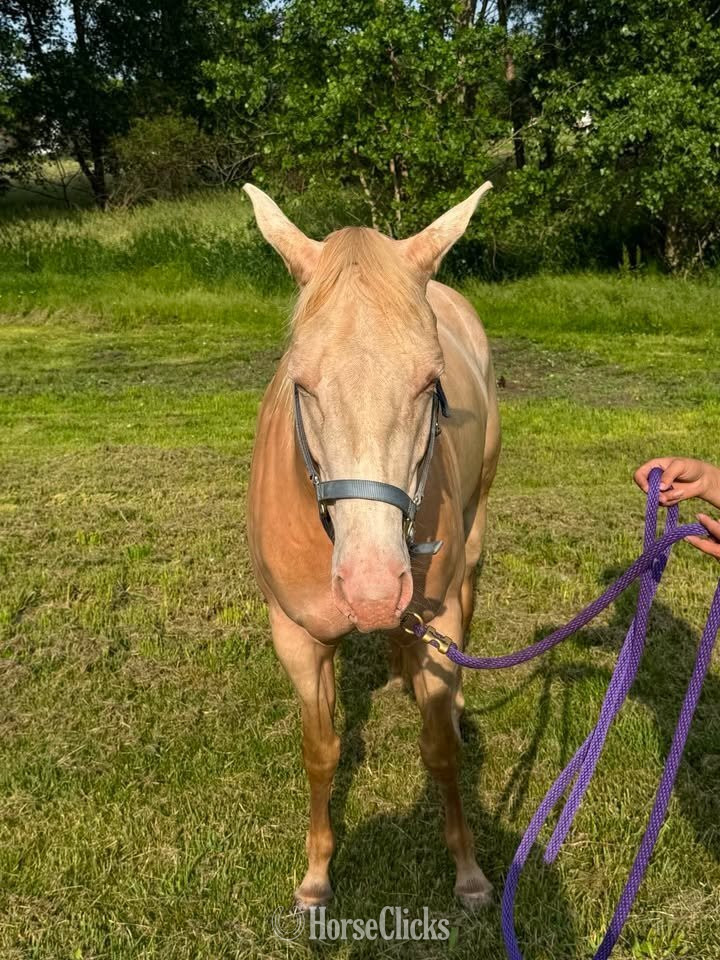 Michigan "DASH BLUE CASH (Luna)" Cremello Mare Quarter Horse