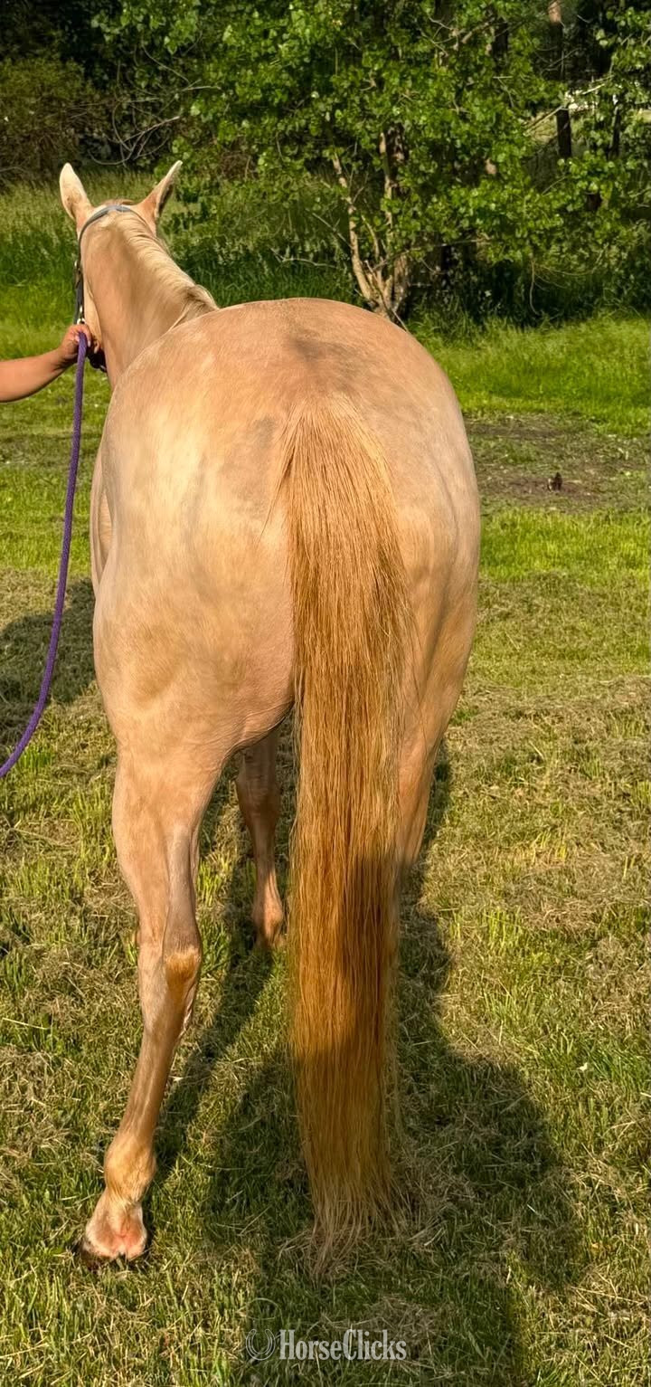 "DASH BLUE CASH (Luna)" Cremello Mare Quarter Horse - Quarter Horse in Michigan