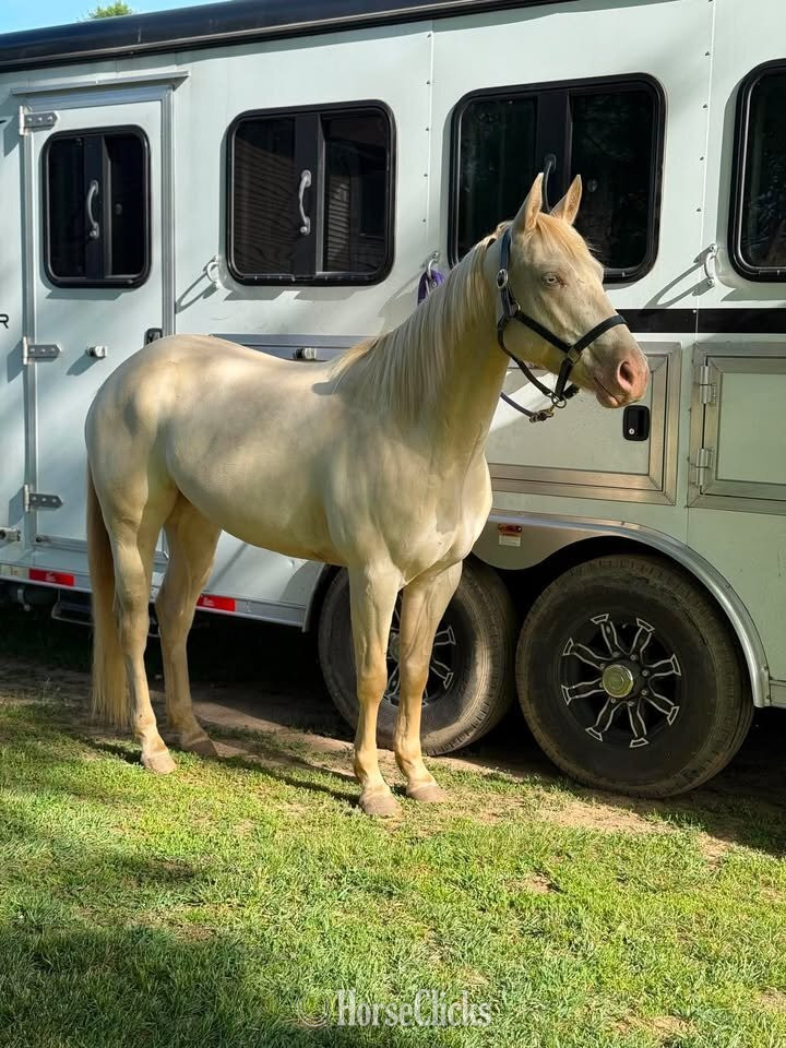 "DASH BLUE CASH (Luna)" Cremello Mare Quarter Horse - Quarter Horse