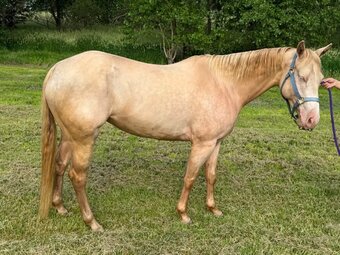 "DASH BLUE CASH (Luna)" Cremello Mare Quarter Horse
