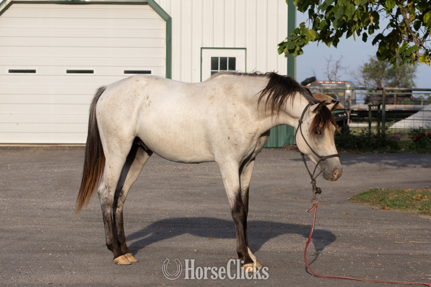 "Outlaw" Buckskin Stallion Quarter Horse in Missouri