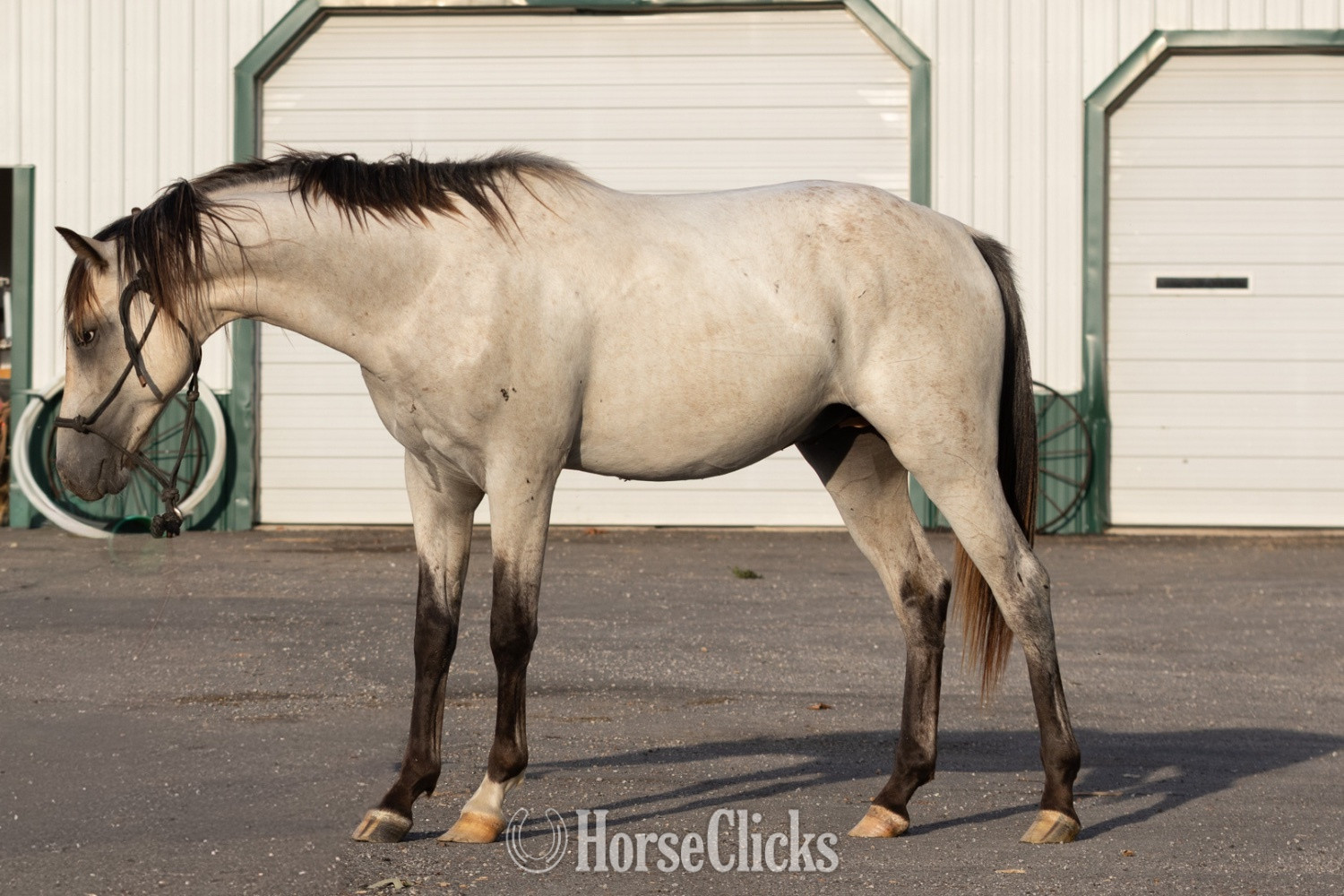 "Outlaw" Buckskin Stallion Quarter Horse
