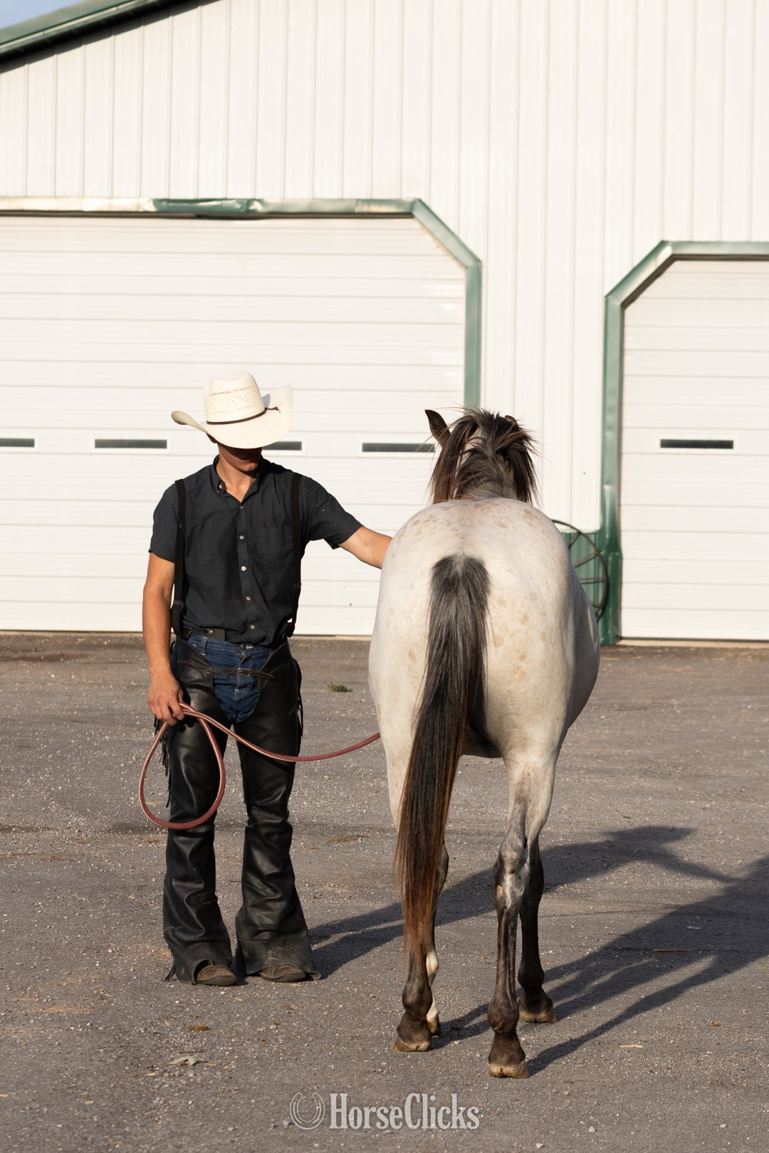 Missouri "Outlaw" Buckskin Stallion Quarter Horse