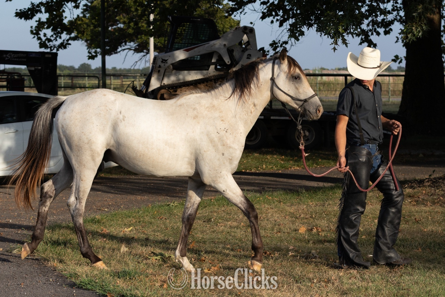 "Outlaw" Buckskin Stallion Quarter Horse - Quarter Horse in Missouri