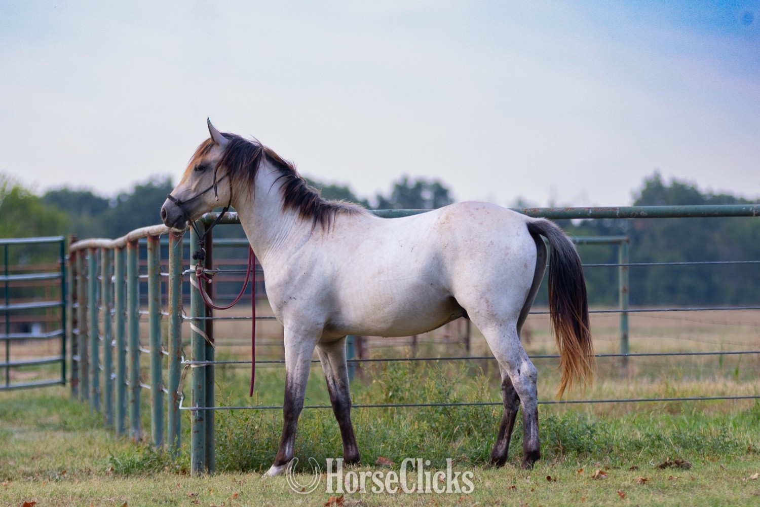 "Outlaw" Buckskin Stallion Quarter Horse - Quarter Horse