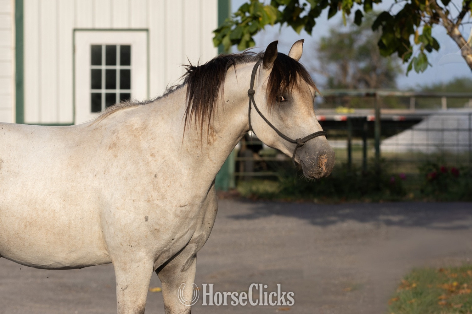 "Outlaw" Buckskin Stallion Quarter Horse Missouri