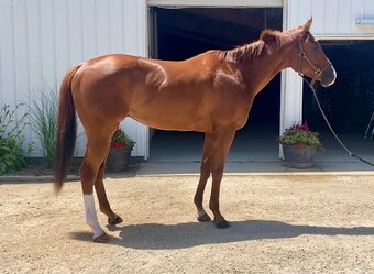 "Mediterranio" Chestnut Gelding Thoroughbred
