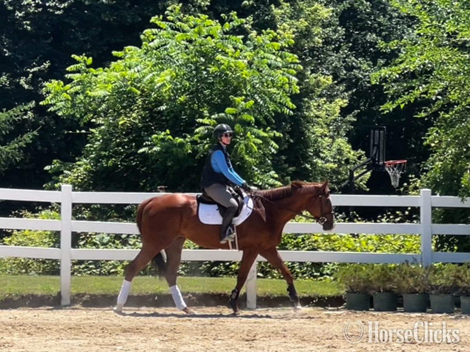 "Mediterranio" Chestnut Gelding Thoroughbred