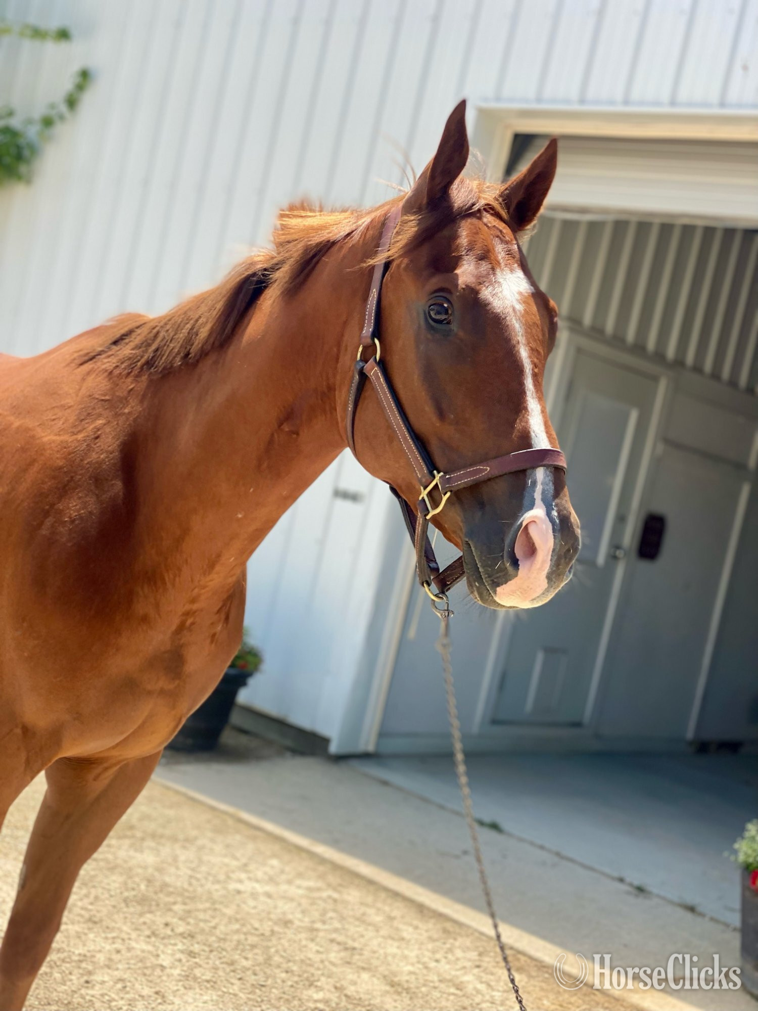 Illinois "Mediterranio" Chestnut Gelding Thoroughbred