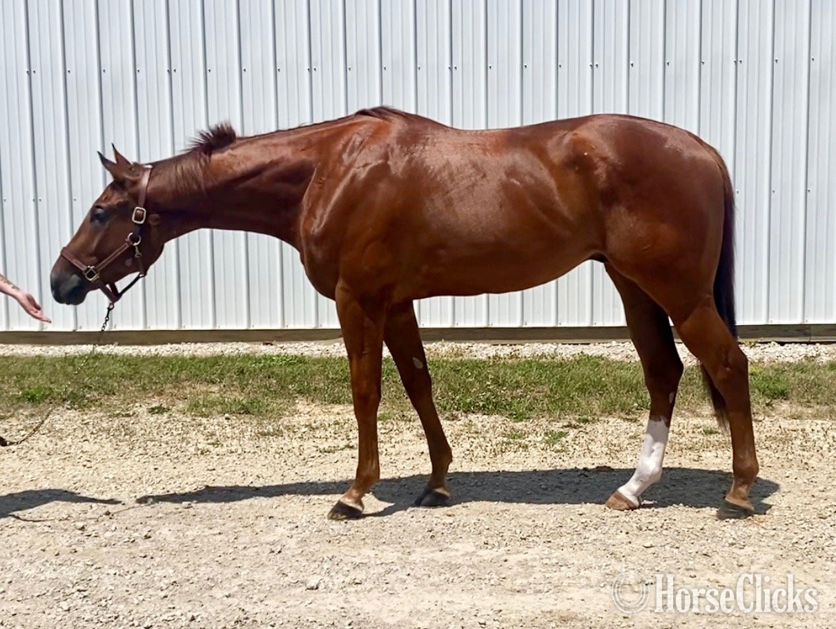 "Mediterranio" Chestnut Gelding Thoroughbred - Thoroughbred in Illinois