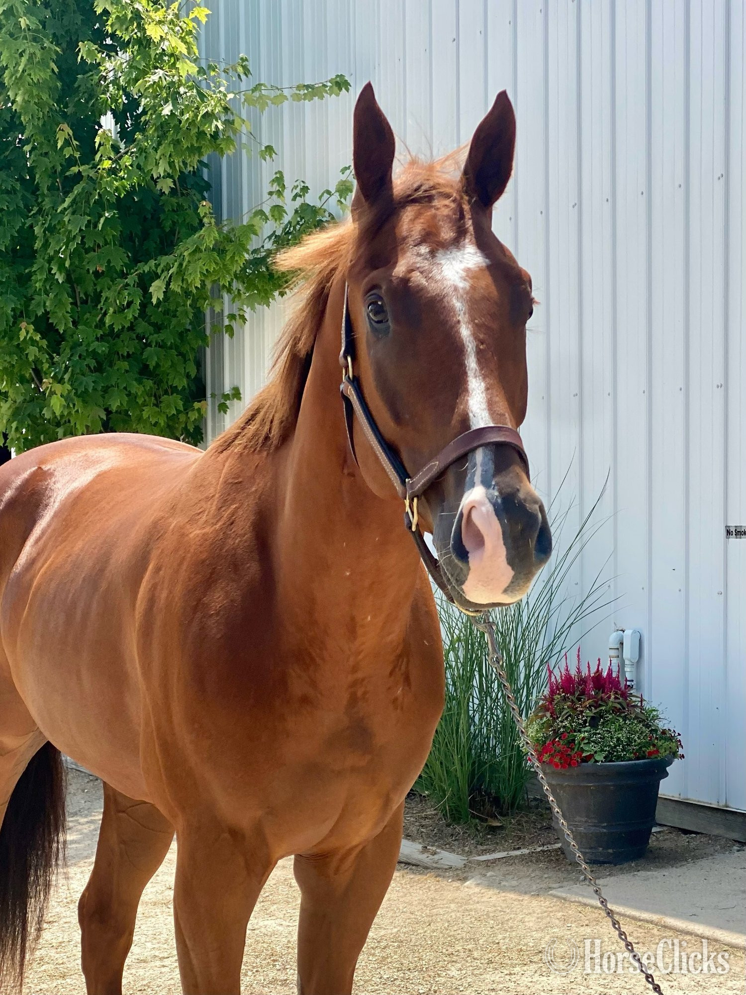 "Mediterranio" Chestnut Gelding Thoroughbred - Thoroughbred
