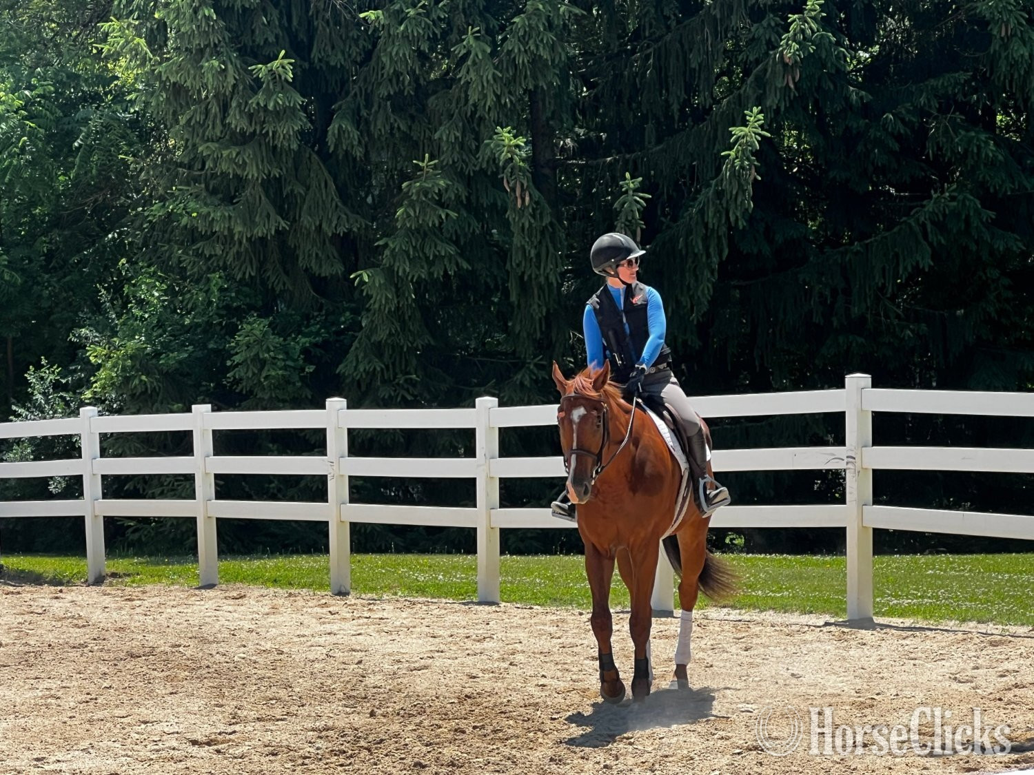 "Mediterranio" Chestnut Gelding Thoroughbred Illinois