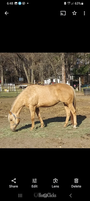 "" Palomino Mare Quarter Horse