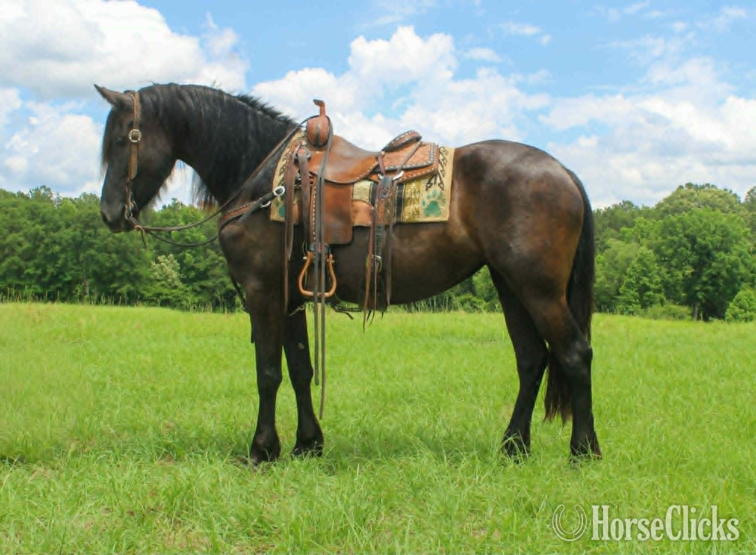 "EBONY" Black Mare Friesian in Texas