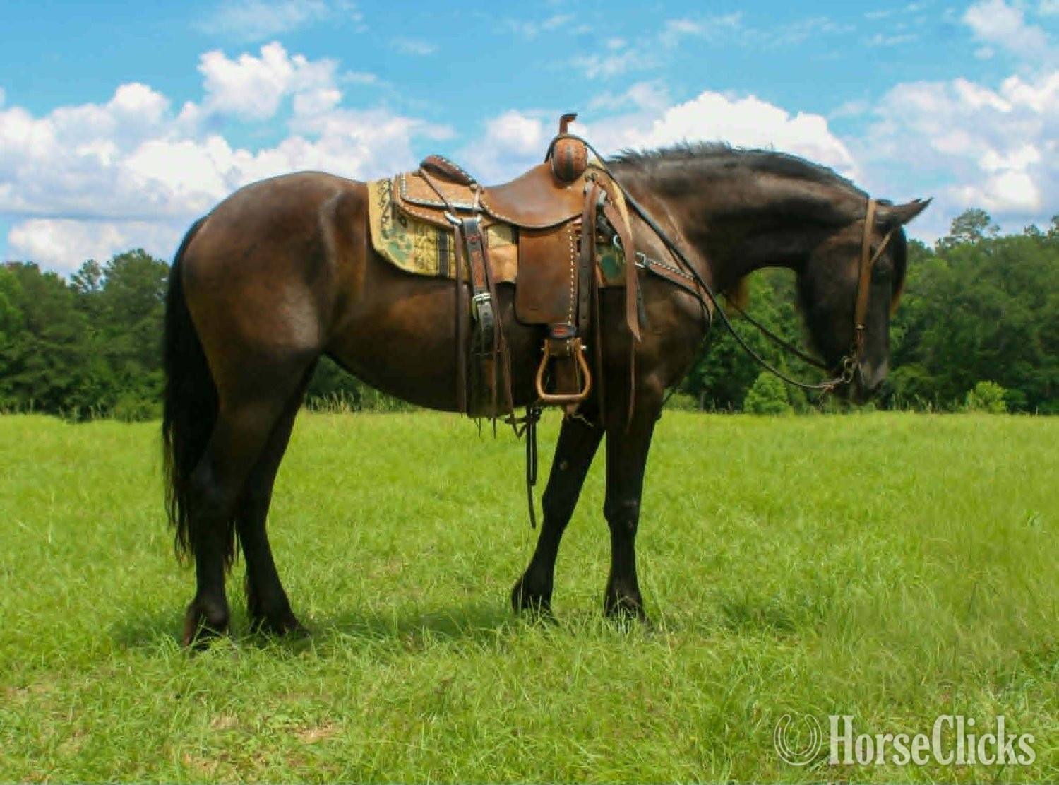 "EBONY" Black Mare Friesian
