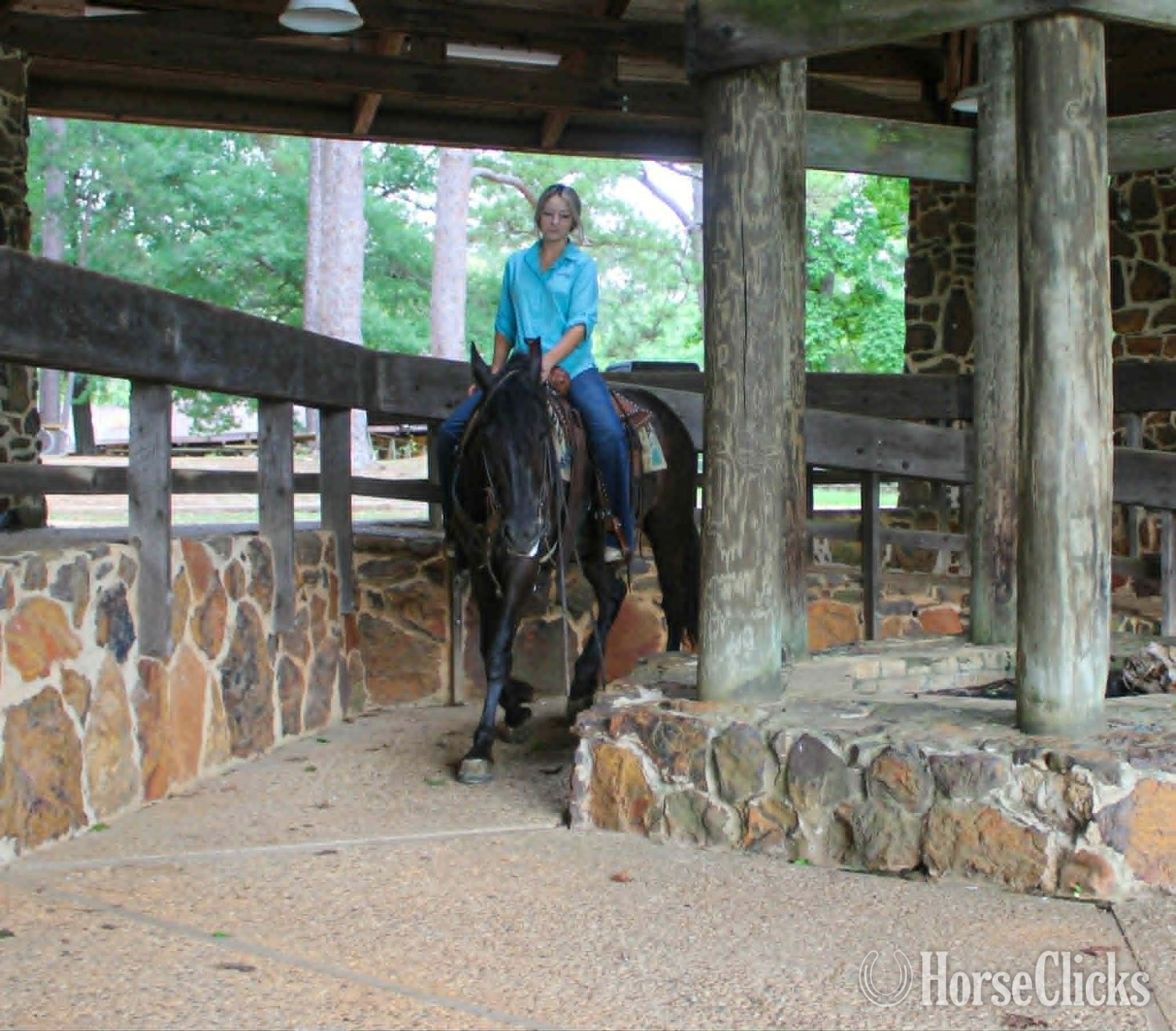 Texas "EBONY" Black Mare Friesian