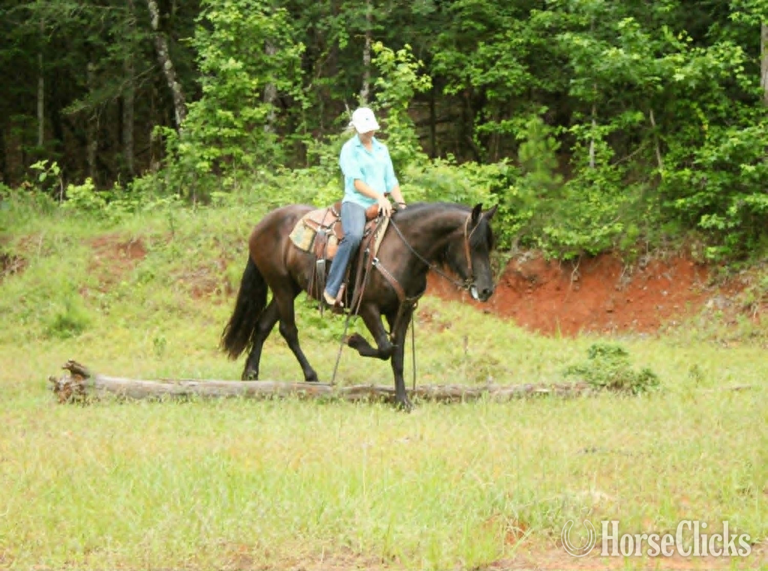 "EBONY" Black Mare Friesian - Friesian in Texas