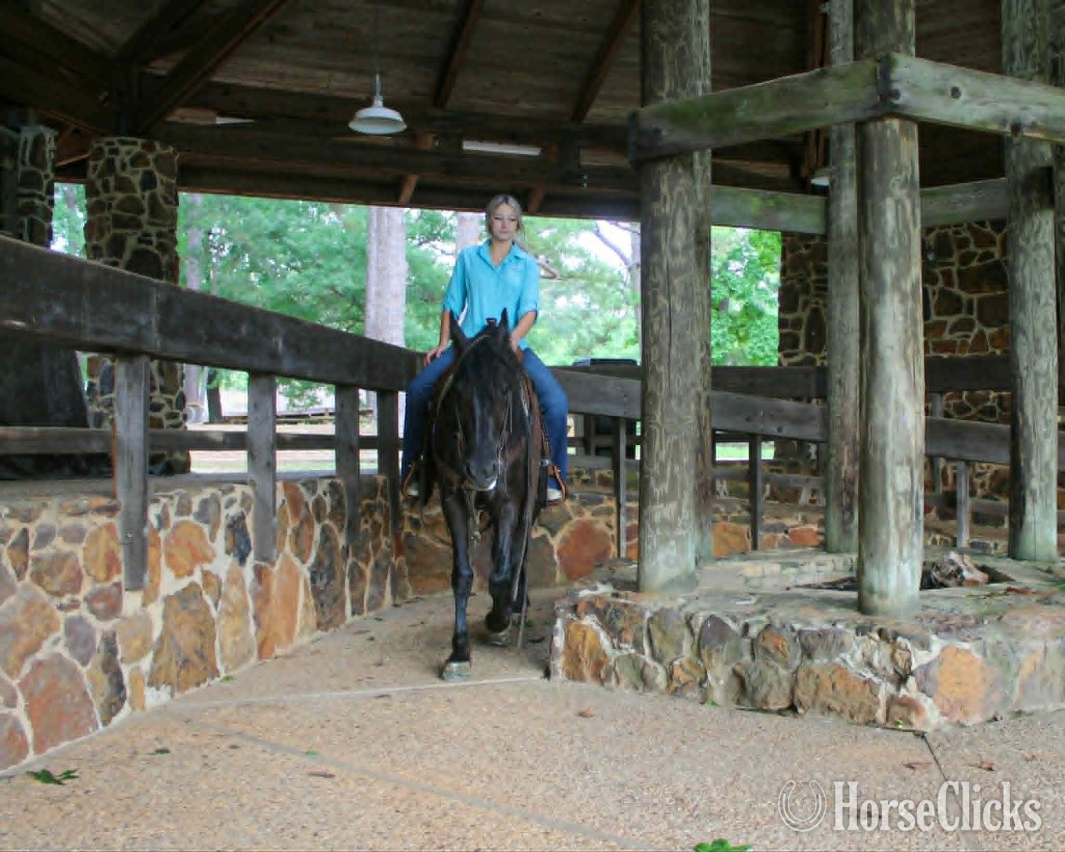 "EBONY" Black Mare Friesian - Friesian