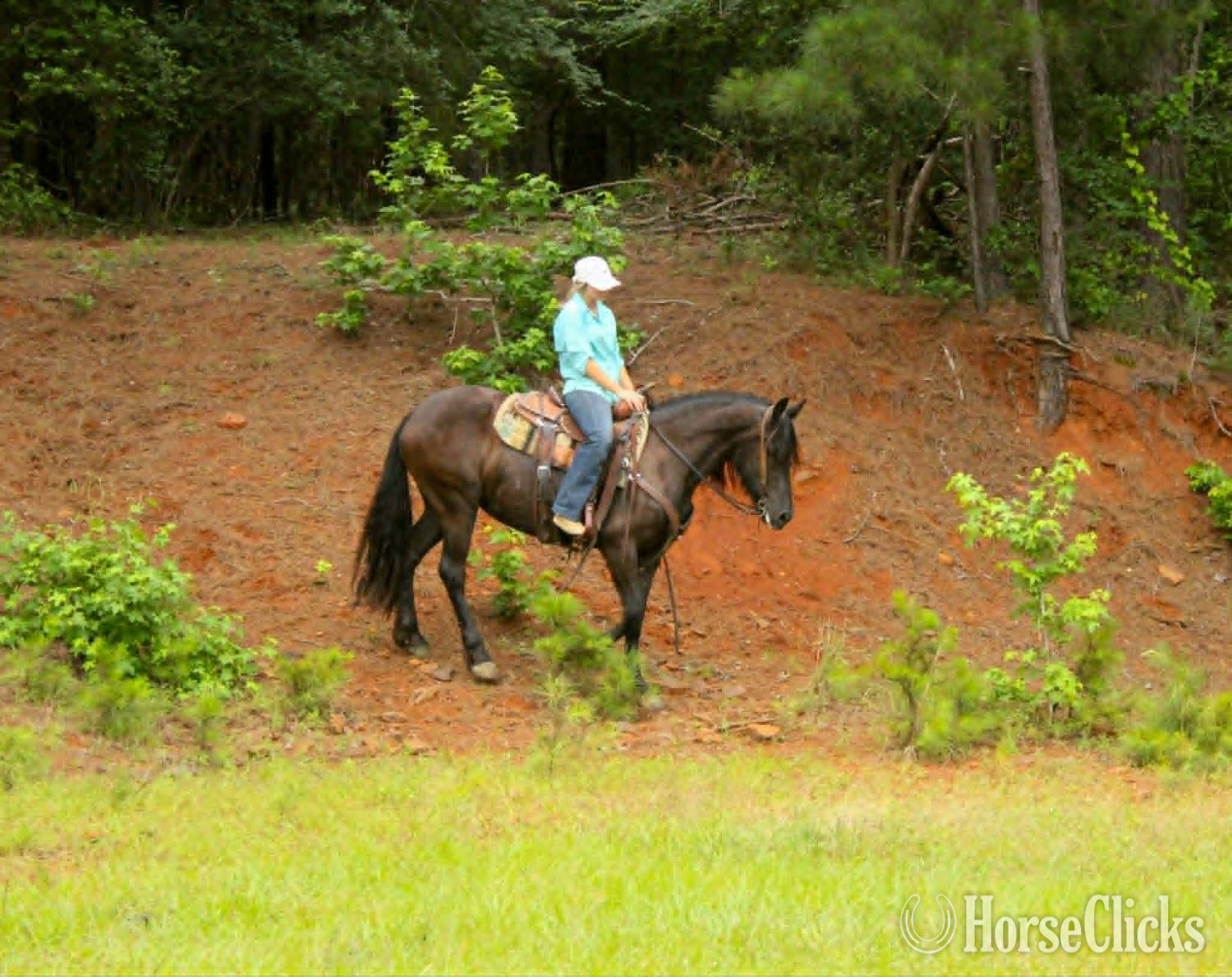 "EBONY" Black Mare Friesian Texas