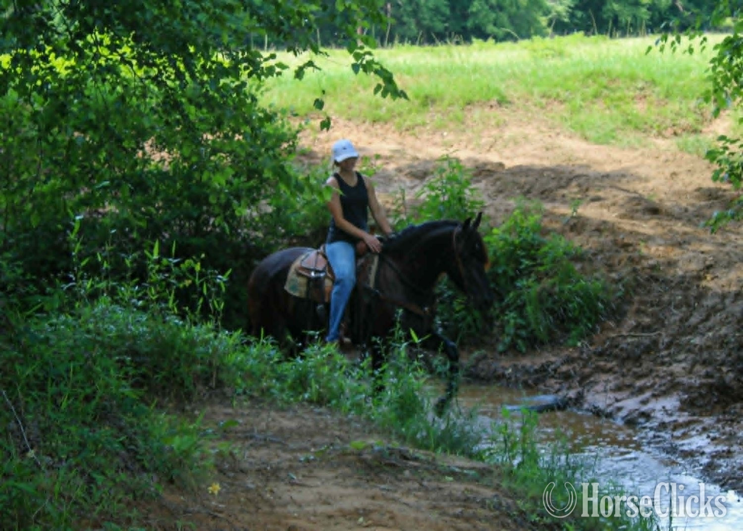 Friesian - "EBONY" Black Mare Friesian in Texas