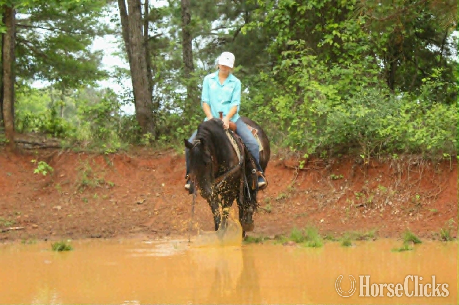 Friesian - "EBONY" Black Mare Friesian