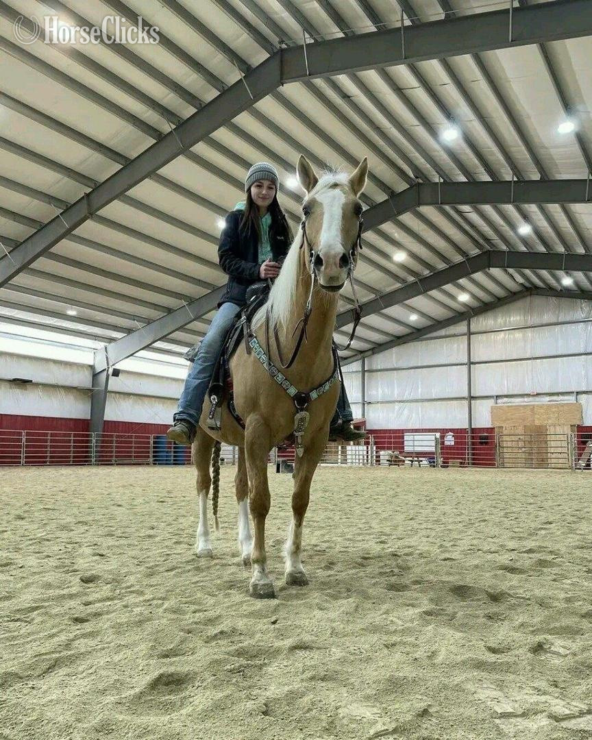 Buckskin 17.2hh Mare for Lease in Virginia