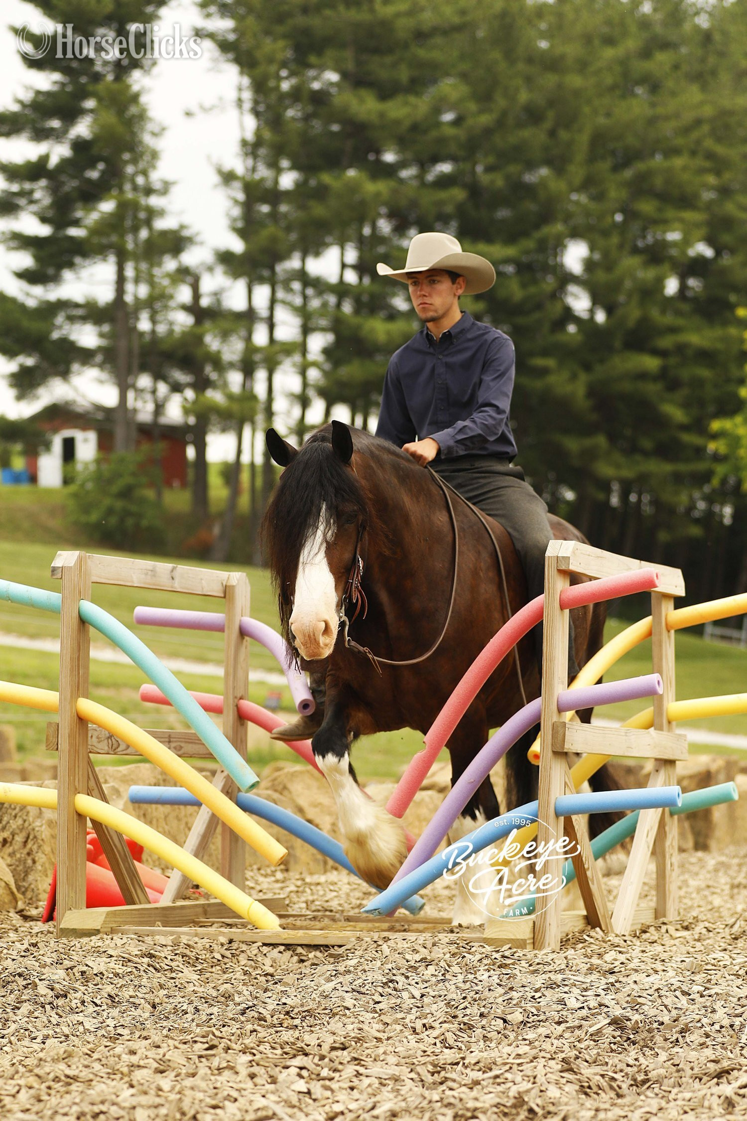 "Ultimate" Bay Gelding Clydesdale in Ohio