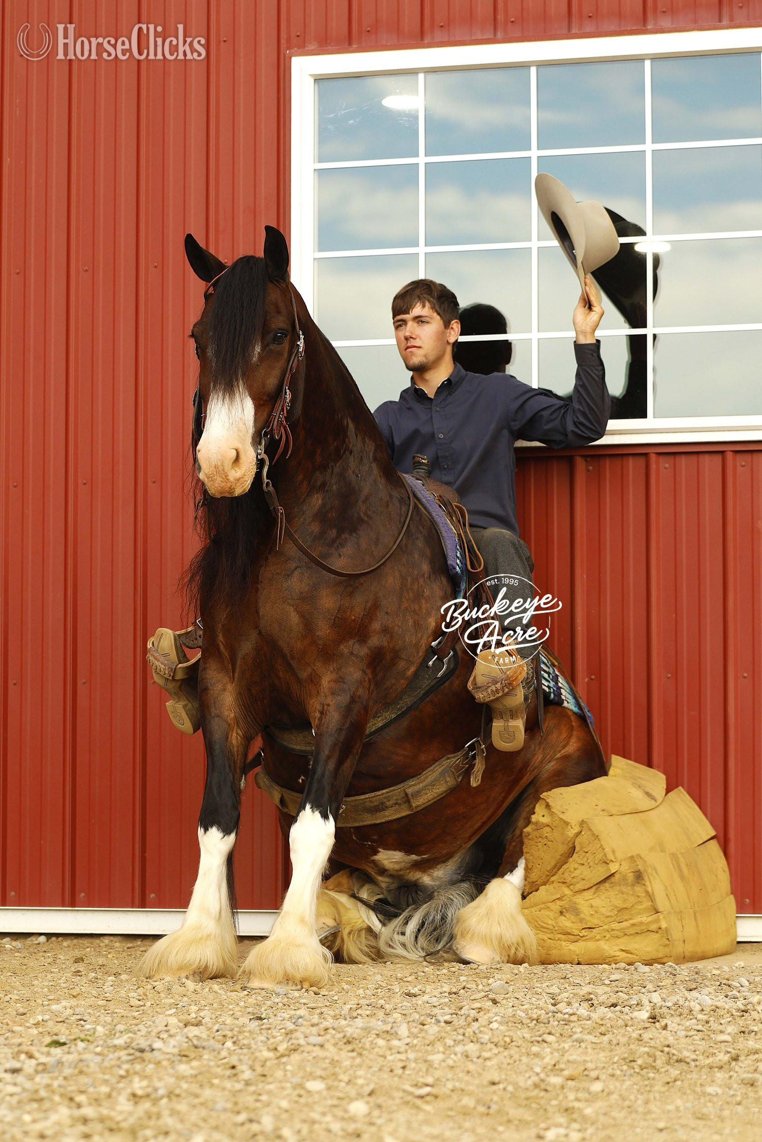 "Ultimate" Bay Gelding Clydesdale