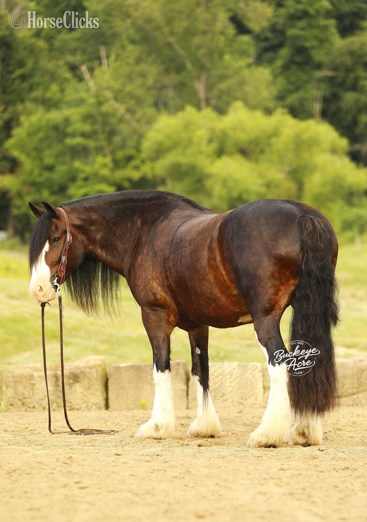 Ohio "Ultimate" Bay Gelding Clydesdale