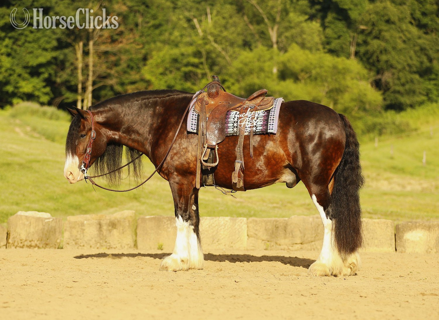 "Ultimate" Bay Gelding Clydesdale - Clydesdale in Ohio
