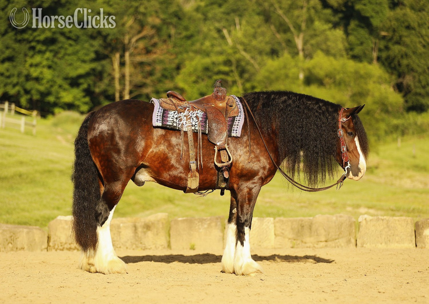 "Ultimate" Bay Gelding Clydesdale - Clydesdale