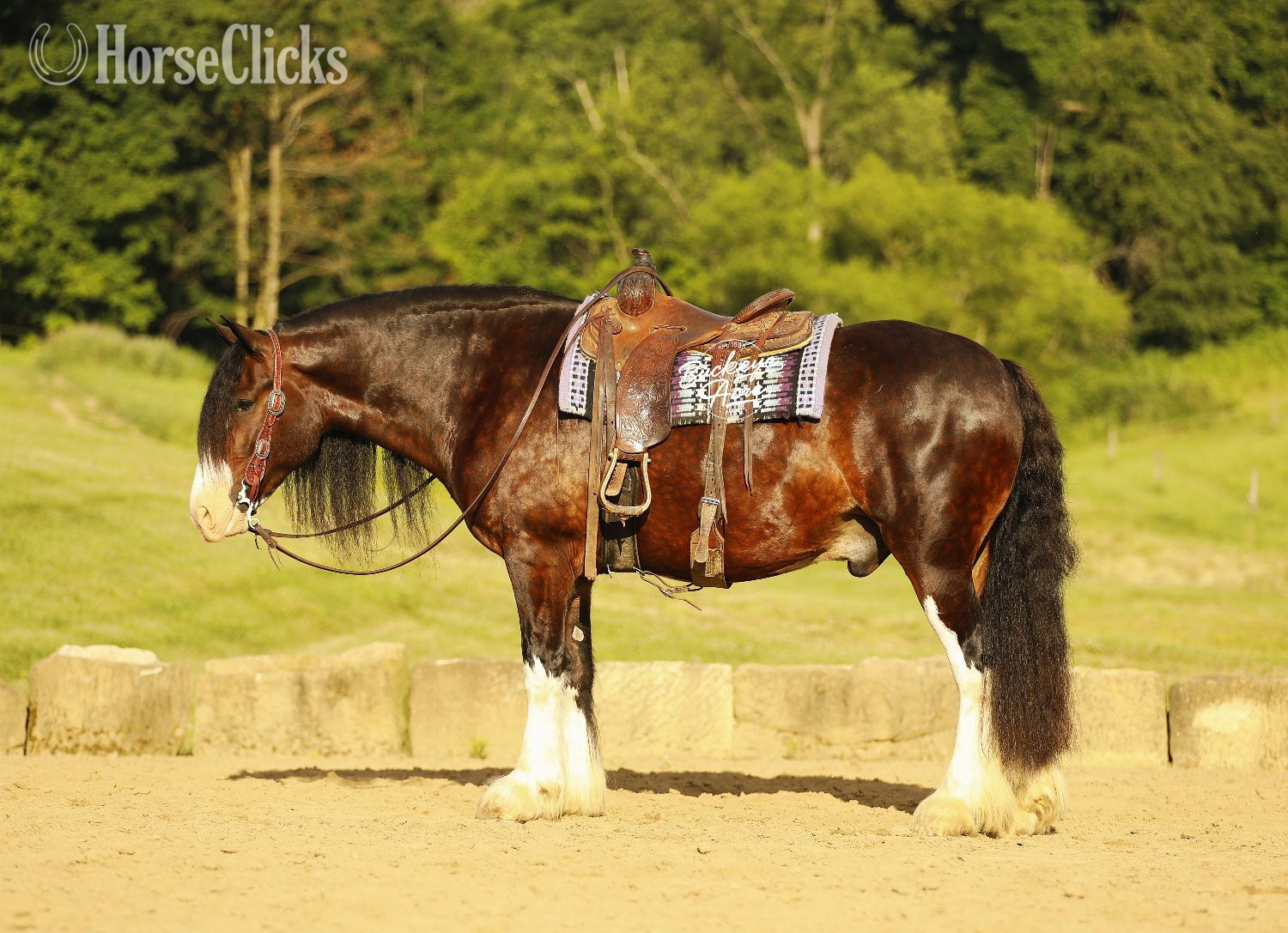 "Ultimate" Bay Gelding Clydesdale Ohio