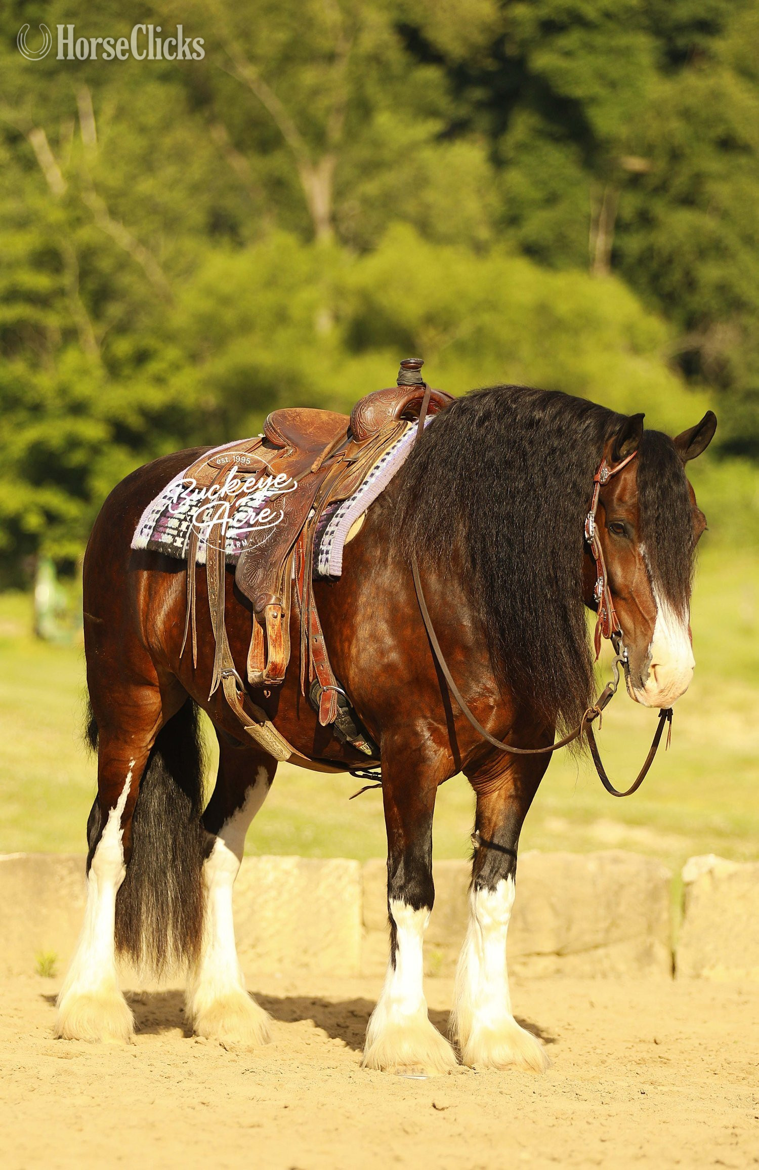 Clydesdale - "Ultimate" Bay Gelding Clydesdale in Ohio