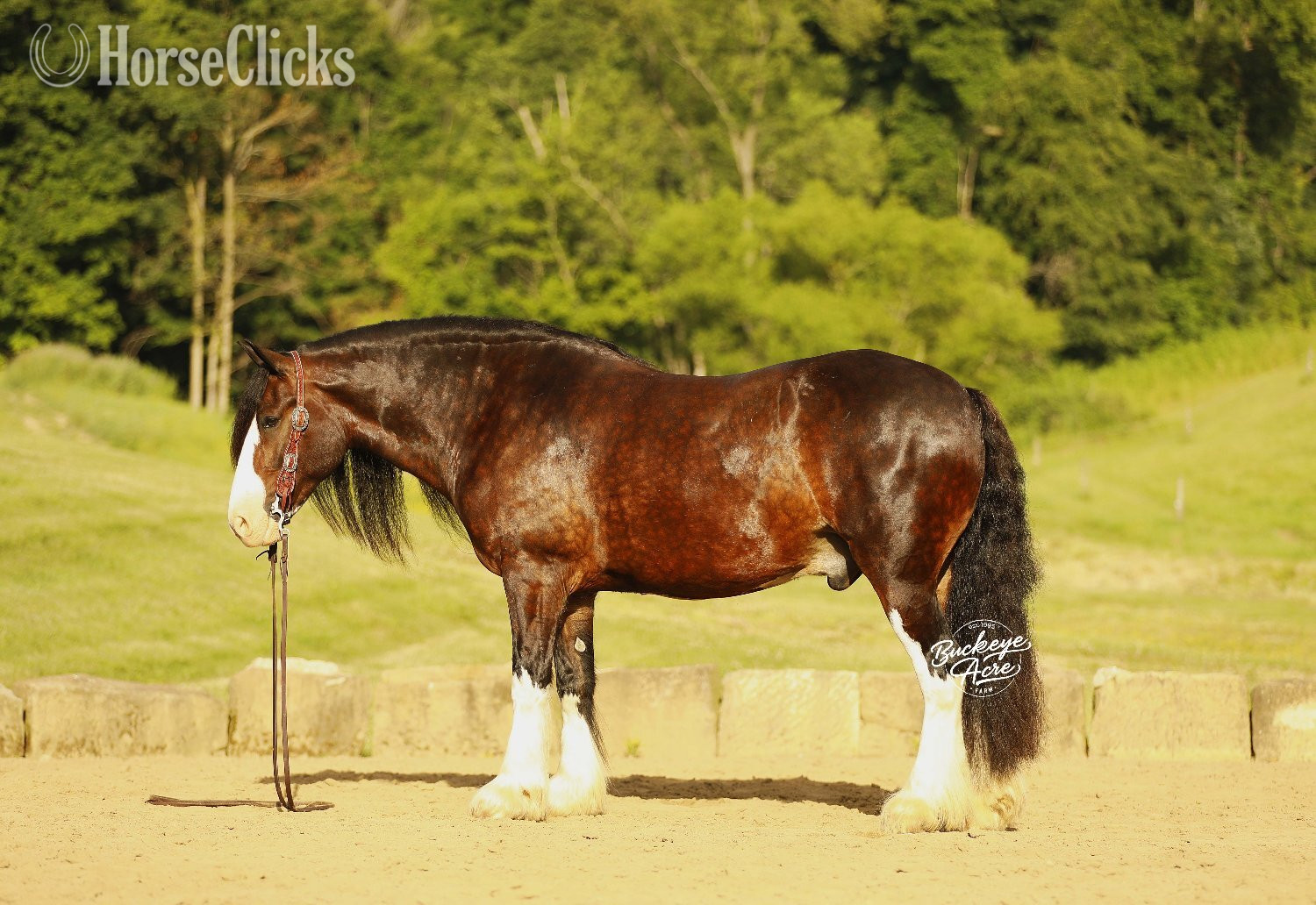 Clydesdale - "Ultimate" Bay Gelding Clydesdale