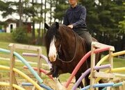 "Ultimate" Bay Gelding Clydesdale