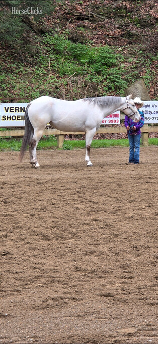 "Laced to Impress" Buckskin Mare Quarter Pony