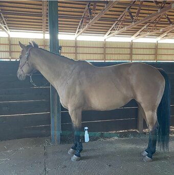 "Doll" Buckskin Mare Quarter Horse