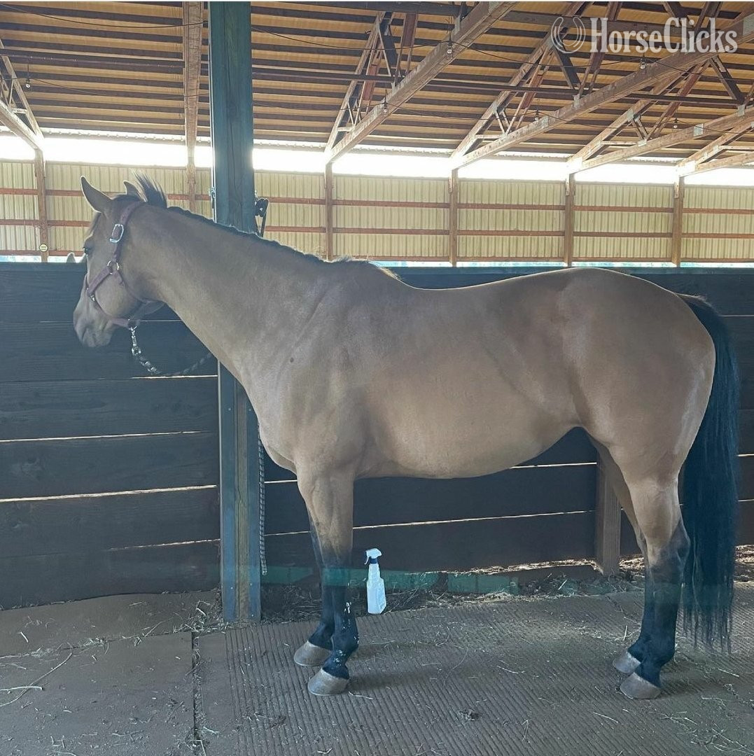 "Doll" Buckskin Mare Quarter Horse in Louisiana