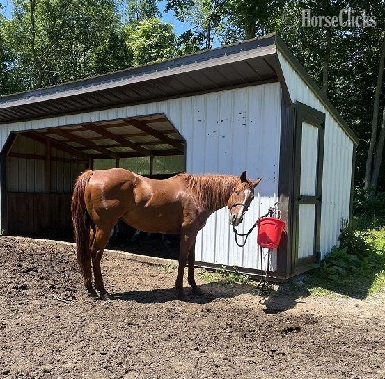"Poncho" Bay Gelding Quarter Horse in Hawaii