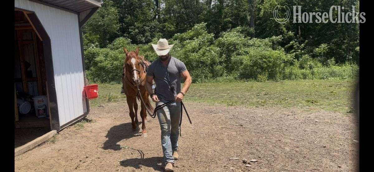 Hawaii "Poncho" Bay Gelding Quarter Horse