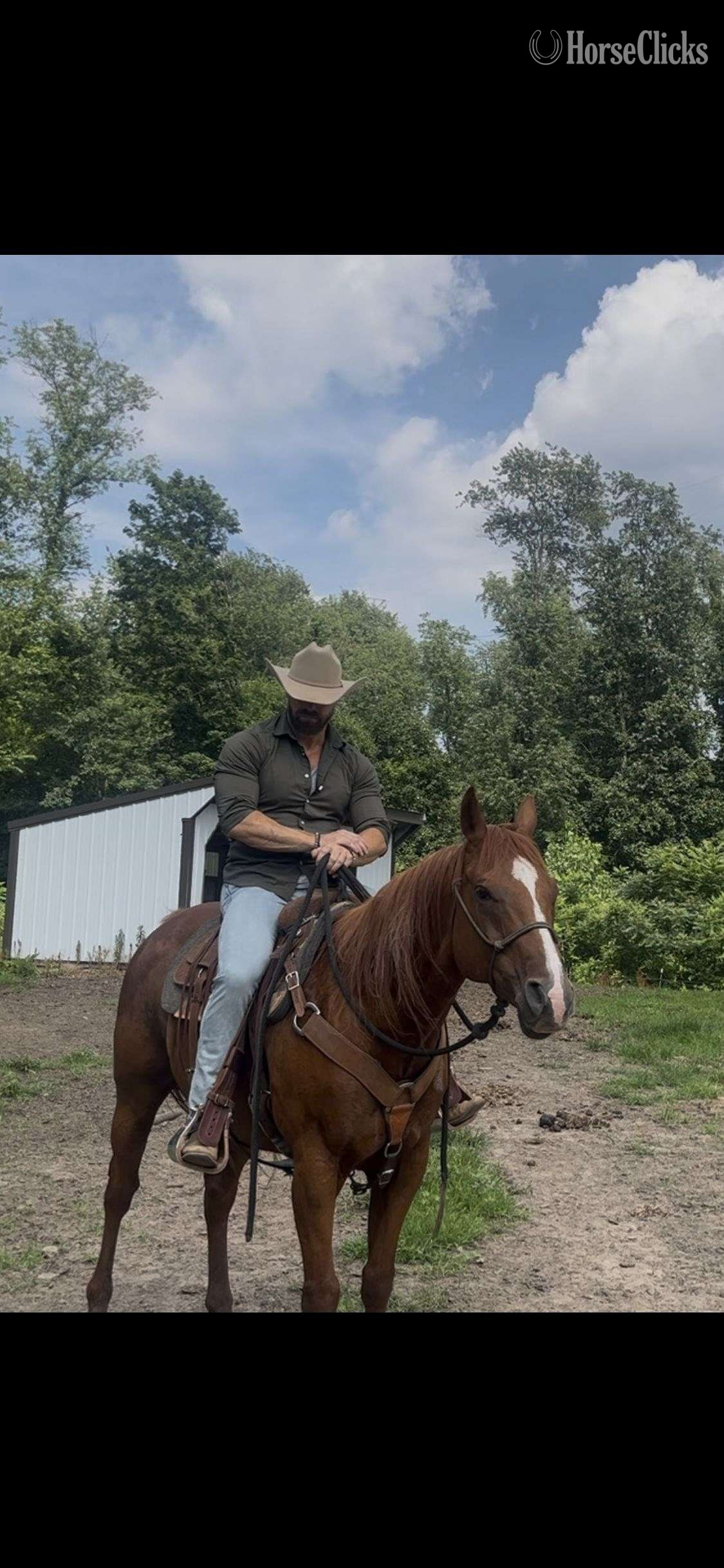 "Poncho" Bay Gelding Quarter Horse - Quarter Horse in Hawaii